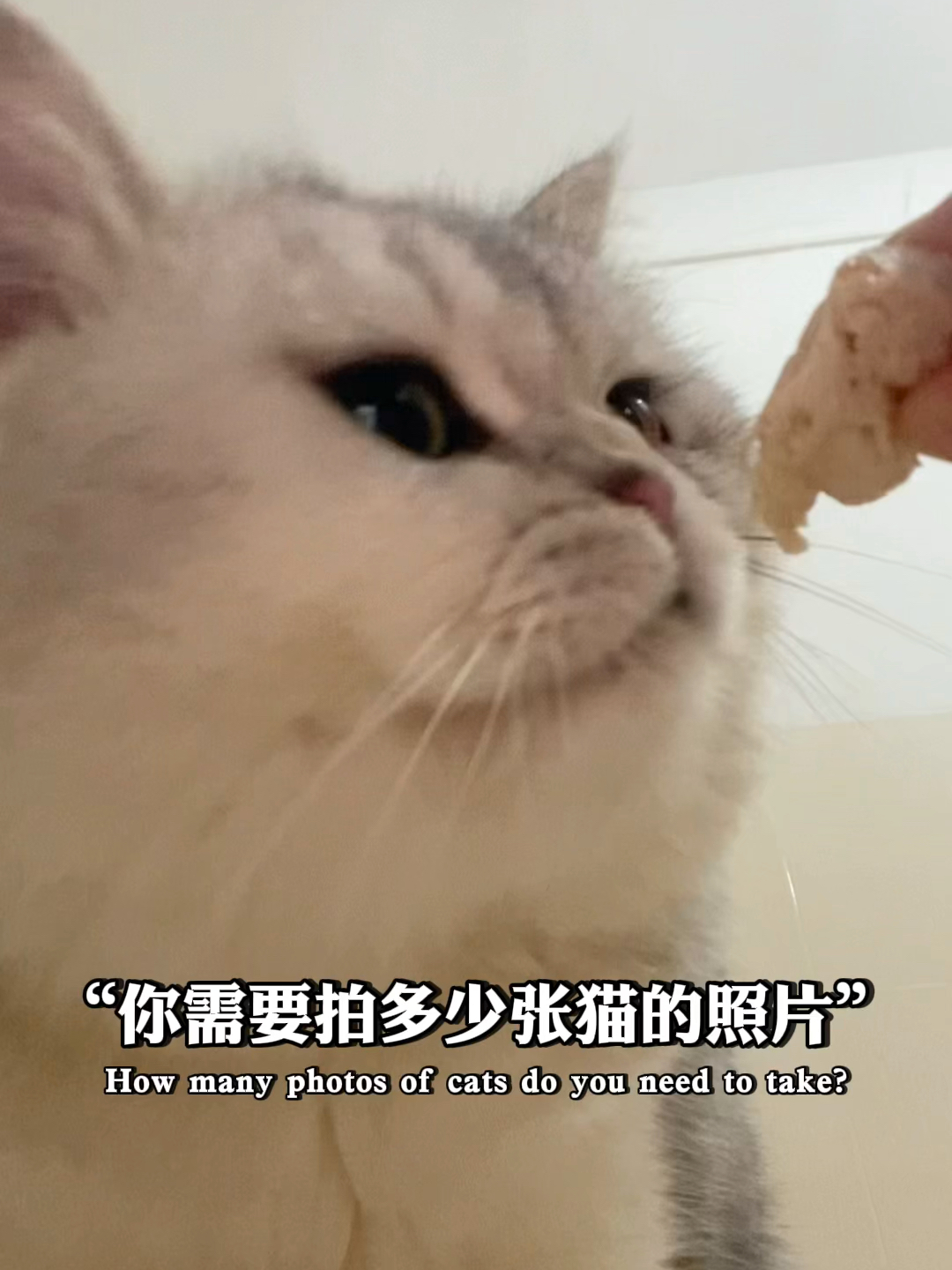 猫咪视频最新下载网址,猫咪视频最新下载网址，探讨与观点分析